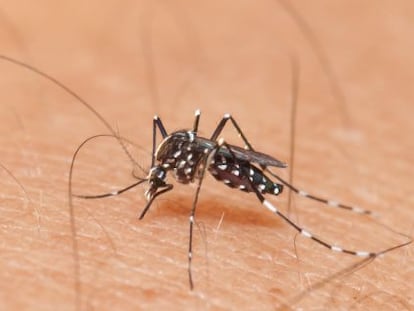 Mosquito Aedes, transmisor del virus zica.