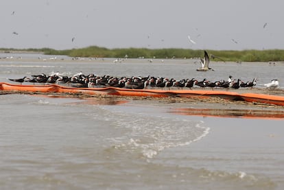 Un grupo de aves marinas, al pie de una de las barreras de contención.