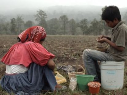 Un documental del cineasta Alberto Cortés homenajea la cultura indígena a través de un recorrido por las distintas fases del cultivo del principal alimento de la dieta mexicana
