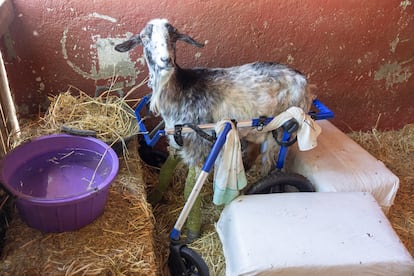 Una de las cabras rescatadas en el santuario en silla de ruedas.