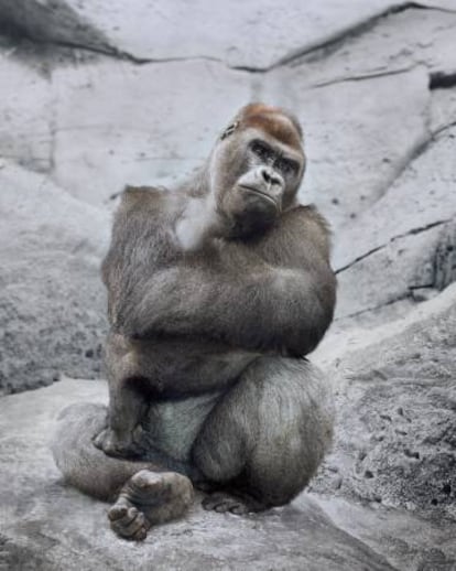 Retrato incluido en la exposici&oacute;n &#039;Animalistas&#039; de la Casa Encendida.