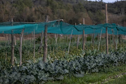 Verduras en una finca de agricultura regenerativa en Girona.
