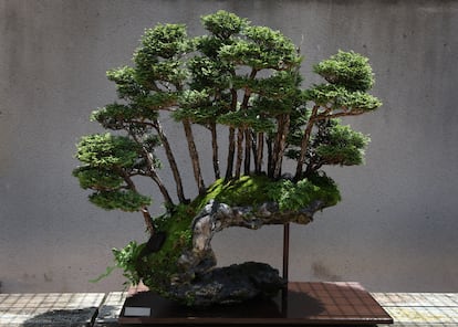 Un ejemplar de ciprés de Hinoki expuesto en el Museo del Bonsái Luis Vallejo de Alcobendas, en Madrid.