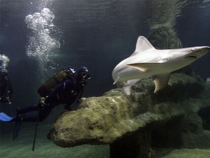 Un biólogo del Aquarium Roquetas de Mar (Almería) bucea junto a uno de los tiburones grises.