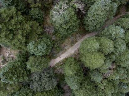 El pinsapo alcanza extensiones de más de 8.100 hectáreas entre las sierras de Cádiz y Málaga con la incertidumbre sobre la incidencia del cambio climático