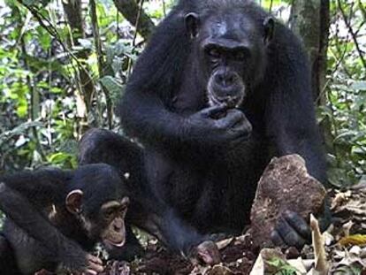 Un chimpancé hembra enseña a su cría a cascar nueces con una piedra en Costa de Marfil.