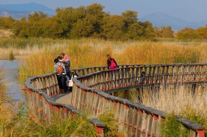 Alrededor de 250 especies de aves acuáticas pueden encontrarse dentro de los espacios protegidos de las Tablas de Daimiel y las lagunas de Ruidera, un ecosistema de humedales en la provincia de Ciudad Real, en el que se escucha el bramar de las aguas de los ríos Guadiana y Gigüela, cuyos caudales han alimentado una impresionante biodiversidad. Hay varias rutas indicadas para toda la familia, como la de la Laguna Permanente, una pequeña y sugerente senda circular de menos de dos kilómetros y de dificultad baja (una hora de duración) que se adentra en un bosque de tarayes y está plagada de paneles informativos sobre los viejos estilos de vida de los campesinos manchegos.