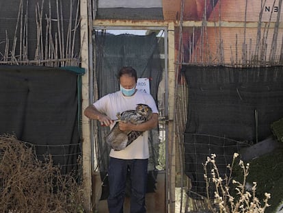 Nacho Otero, rehabilitador de Grefa, anilla un búho real, en su centro de Madrid.