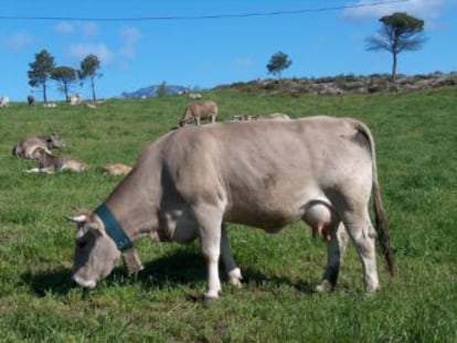 La vaca bruna dels Pirineus.