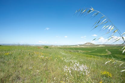Vista de parte de las casi 90 hectáreas de suelo agrícola, al norte del municipio de Villamayor de Gállego, en las que se ubicará el centro de datos de Azora.