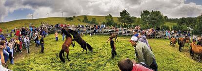 Rapa das bestas de Candaoso, celebrada el primer domingo de julio en los montes de Viveiro.