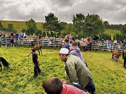 Rapa das bestas de Candaoso, celebrada el primer domingo de julio en los montes de Viveiro.