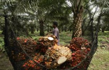 Un trabajador recorre un cultivo de palma de aceite que produce los frutos para procesarlos en una planta extractora de aceite en María La Baja (Colombia). EFE/Archivo