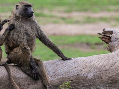 (Papio anubi), grooming helps to get rid of parasite insects and keeps the coat clean in baboons.