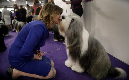 Uma treinadora consegue um beijo de seu mascote antes de participar no concurso canino de Westminster, celebrado em Manhattan, Nova York, em 15 de fevereiro de 2016.