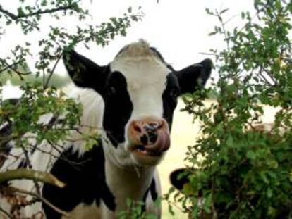 Los casos clásicos de la enfermedad de vacas locas son provocados por la alimentación del ganado con piensos que contienen tejidos cerebrales o espinales de otros rumiantes, una práctica prohibida en Brasil. EFE/Archivo