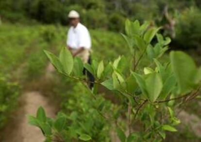 La norma antidrogas vigente en Bolivia permite cultivar un límite de 12.000 hectáreas de la planta para usos tradicionales como el "acullicu" o masticado de la coca, pero en la actualidad hay unas 27.200 hectáreas de cultivos. EFE/Archivo