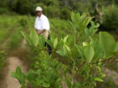 La norma antidrogas vigente en Bolivia permite cultivar un límite de 12.000 hectáreas de la planta para usos tradicionales como el "acullicu" o masticado de la coca, pero en la actualidad hay unas 27.200 hectáreas de cultivos. EFE/Archivo