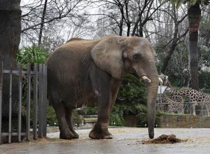La elefanta Susi, en el zoo de Barcelona.