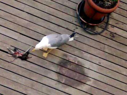 La gaviota se come a la paloma.