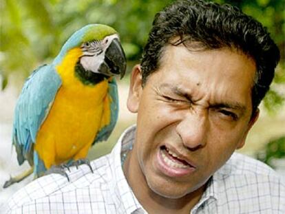 Gutiérrez es mordido por un loro en Tena, en la jungla ecuatoriana.