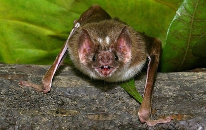 El Desmodus rotundus, tienen dientes afilados y sensores térmicos especiales alrededor de la nariz para localizar los vasos sanguíneos de sus víctimas.