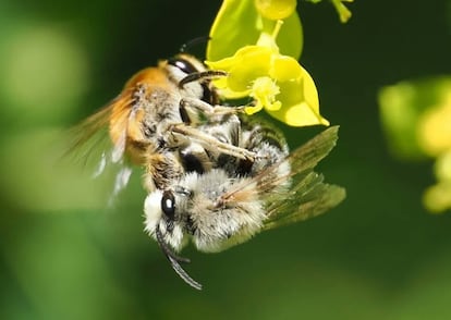 Dos abejas solitarias del género Colletes copulando sobre una euforbia.
