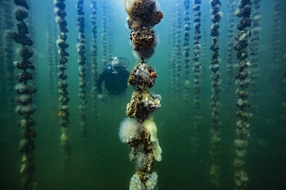 El acuicultor francés de ostras Jean-Christophe Cabrol verifica el crecimiento de ostras cubiertas con chorros de mar ("BIJU" en francés) en un cultivo de marisco en el estanque de Thau en Bouzigues (Francia).