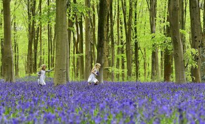 Local girls Bella (L) and Daisy run through a forest covered in bluebells near Marlborough in southern England, May 4, 2015.  REUTERS/Toby Melville SEARCH "THE NATURAL WORLD" FOR ALL 20 IMAGES      TPX IMAGES OF THE DAY     