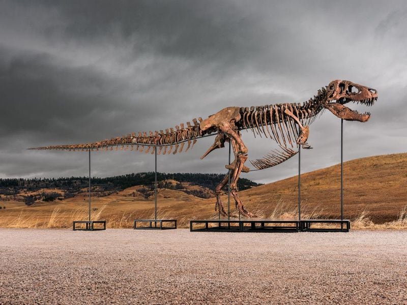 Esqueleto del 'T.rex' que sale a subasta.