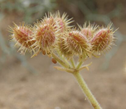 Fruto de la planta invasora <i>Pseudorlaya pumila,</i> que ha surgido en Lanzarote procedente del litoral marroquí atlántico.