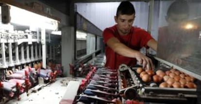 Uno de los operarios de Granjas Redondo durante el proceso de envasado de los huevos recogidos.