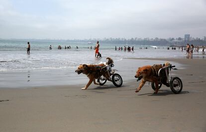 Pelusa (d) y Huellas, perros parapléjicos, juegan con sus sillas de ruedas en la playa de Pescadores en Chorrillos (Lima), el 8 de diciembre de 2017.