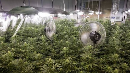 Operación de la Guardia Civil en un inmueble de la localidad de Atarfe, en Granada, donde intervinieron un cultivo ilegal de marihuana en interior.