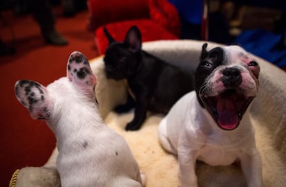 A newborn French bulldog at the American Kennel Club (AKC) headquarters in New York.