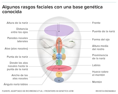 Los científicos han identificado más de 300 genes asociados a rasgos faciales específicos, aunque su efecto en general es pequeño. Aquí se muestran algunas características en las que los genes hacen la diferencias.