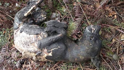 Cad&aacute;ver del perro hallado carbonizado en Mos (Pontevedra).