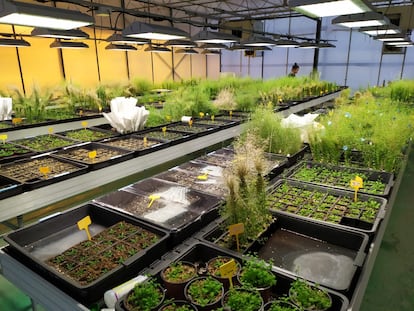 Muestras de las plantas tratadas con la molécula que modifica una hormona de las plantas, en los invernaderos del CSIC en Valencia.