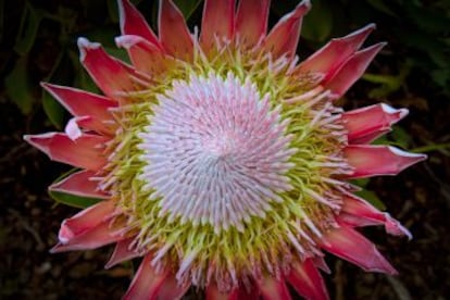 O atlas das nuvens indicou a distribuição geográfica da protea real (sua flor na imagem), um arbusto da faixa de clima mediterrâneo da África do Sul.