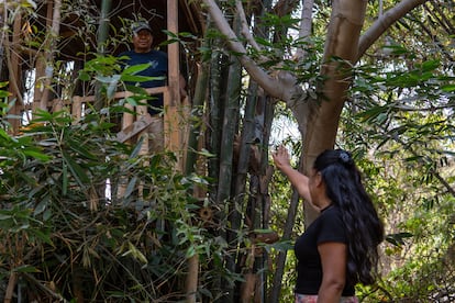 Reforestación Perú
