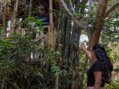 Reforestación Perú