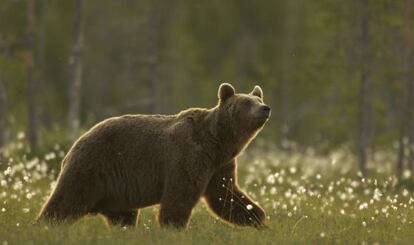 Ejemplar de oso pardo.