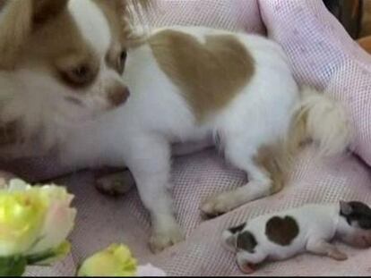 Dos chihuahuas japoneses se hacen famosos por sus manchas en forma de corazón