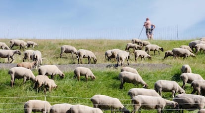 Un pastor observa mientras las ovejas pastan junto a un dique en Hamburgo en una cálida mañana del 25 de junio de 2019.