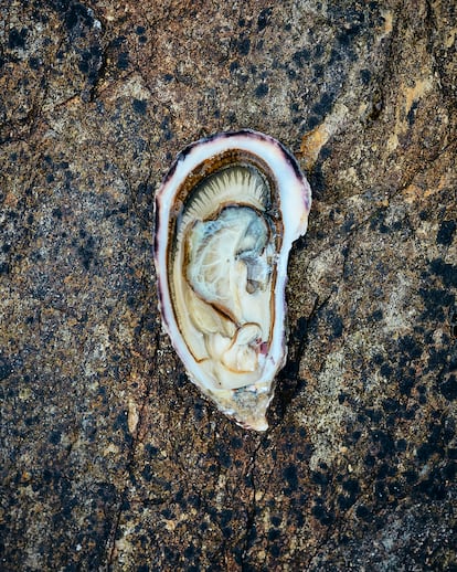 Una ostra 'creuse'.