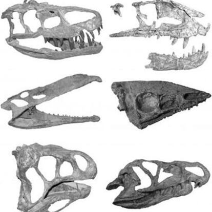 Cráneos de archosauros, competidores de los dinosaurios.
