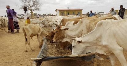 Varios animales comen en un complejo de Naciones Unidas en el distrito de Danan (región de Somali), en Etiopía.