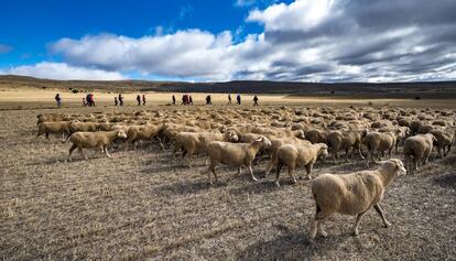 Un rebaño de ovejas en la provincia de Soria.