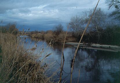 Cuando el Manzanares desemboca en el río Jarama, en el término municipal de Rivas Vaciamadrid, ha recorrido 87 kilómetros.