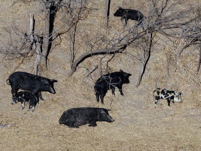 In this Feb. 18, 2009 file photo, feral pigs roam near a Mertzon, Texas ranch.